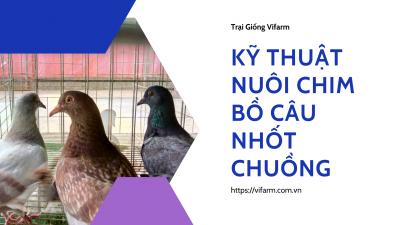 Kỹ thuật nuôi chim bồ câu nhốt chuồng hiệu quả